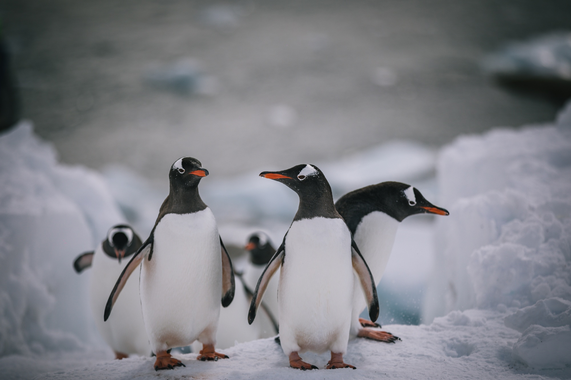 You are currently viewing Postcards from Antarctica