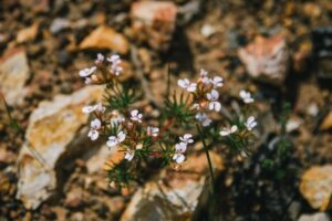 Read more about the article Australia’s Golden Outback is a botanical wonderland